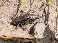 Anabrus simplex
