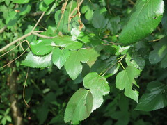 Moraceae