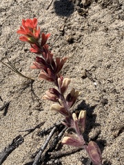 Castilleja latifolia