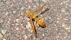 Polistes olivaceus