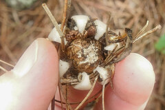 Geastrum