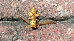 Polistes olivaceus