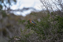 Platycercus elegans adelaidae
