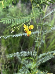 Sesbania vesicaria