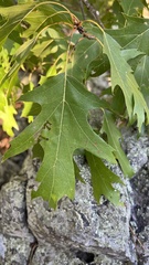 Quercus shumardii