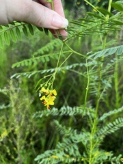 Sesbania vesicaria