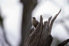 Climacteris picumnus