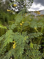 Sesbania vesicaria