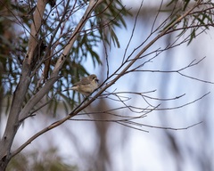 Aphelocephala leucopsis