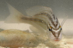 Orthopristis chrysoptera