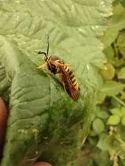 Pennisetia marginatum