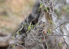 Acanthagenys rufogularis