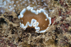 Glossodoris rufomarginata
