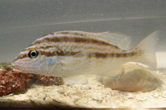 Orthopristis chrysoptera