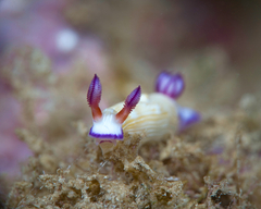 Hypselodoris violabranchia