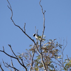 Coracina novaehollandiae