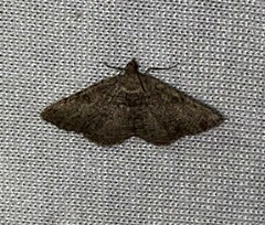 Digrammia gnophosaria