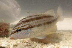 Orthopristis chrysoptera