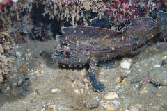 Taenianotus triacanthus