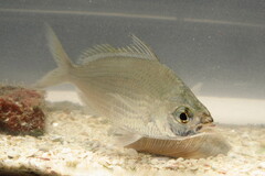 Eucinostomus gula