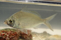 Eucinostomus gula