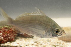 Eucinostomus gula