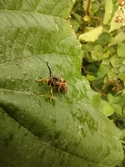 Pennisetia marginatum