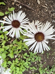 Erigeron coulteri