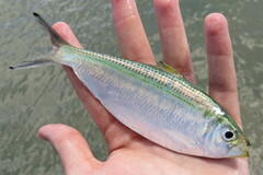 Opisthonema oglinum