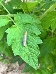 Nephrotoma australasiae