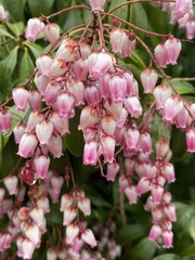 Pieris japonica