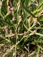 Pseudognaphalium ramosissimum