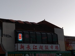 Nycticorax nycticorax