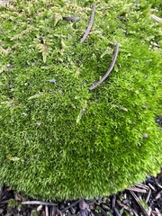 Syntrichia ruralis