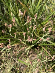 Pseudognaphalium ramosissimum