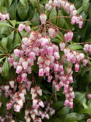 Pieris japonica