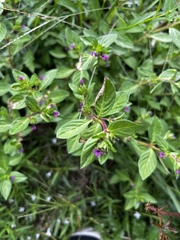 Cuphea carthagenensis