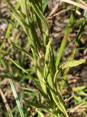 Pseudognaphalium ramosissimum