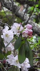 Rhododendron decorum