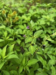 Cuphea carthagenensis