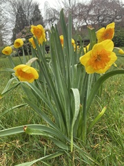 Narcissus