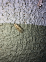 Spodoptera exigua