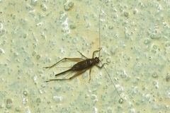 Trigonidiidae