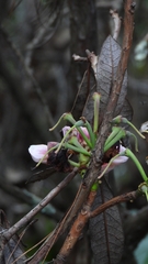 Rhododendron decorum