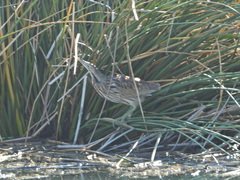 Botaurus lentiginosus