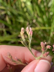 Pseudognaphalium ramosissimum
