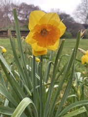 Narcissus