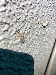 Spodoptera exigua