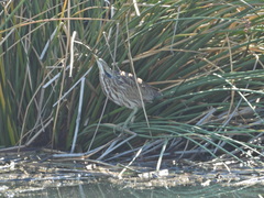 Botaurus lentiginosus