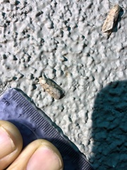 Spodoptera exigua